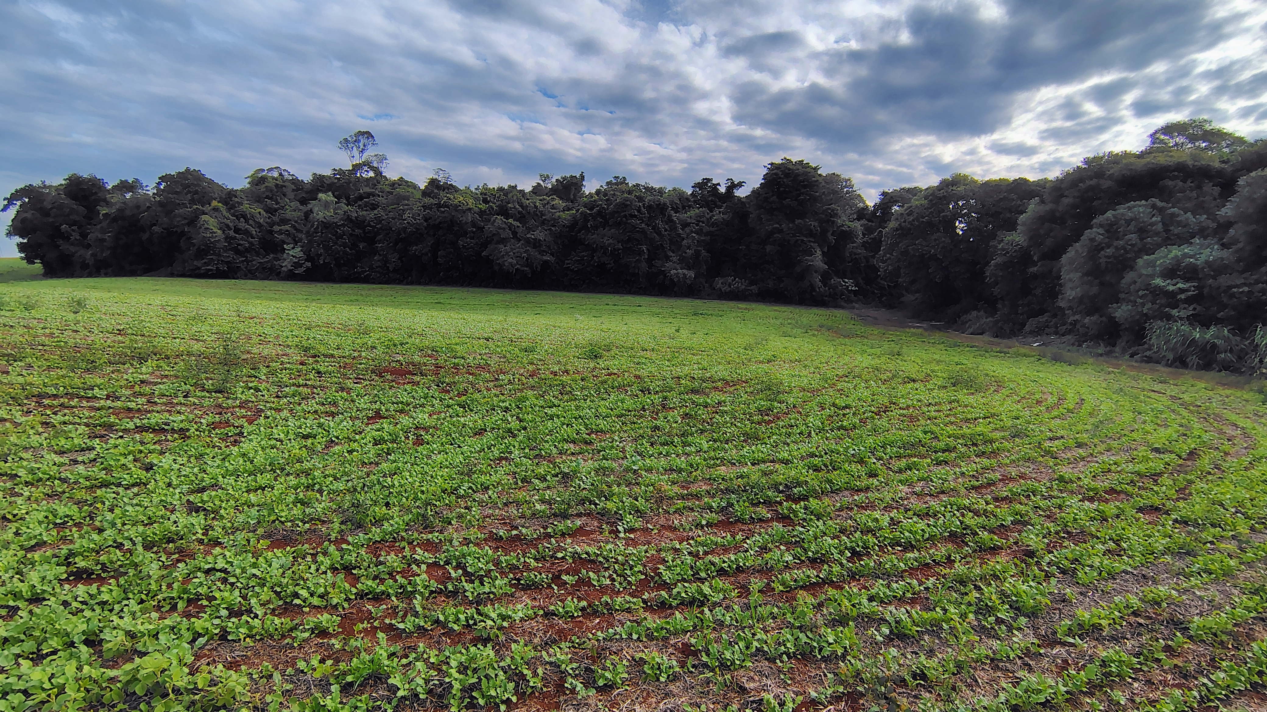 Área rural à venda em Esquina Thomas